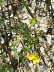 Ranunculus arvensis