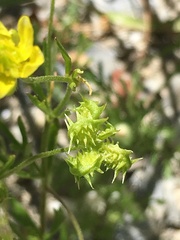 Ranunculus arvensis