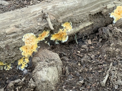 Fibroporia radiculosa