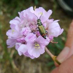 Malachius bipustulatus