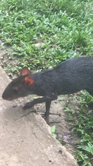 Dasyprocta fuliginosa
