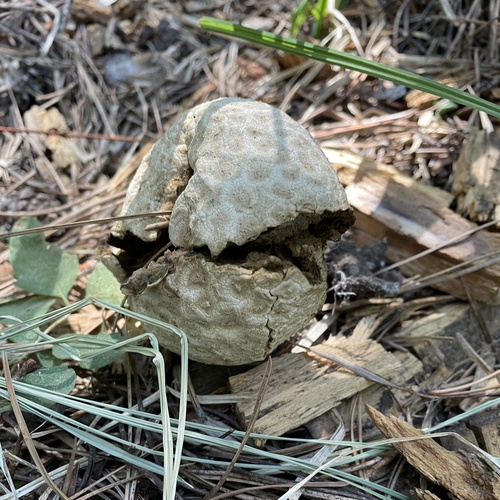iNaturalist observation photo of Sculptured Puffball