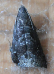 Grapholita funebrana