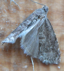 Grapholita funebrana