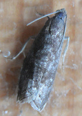 Grapholita funebrana