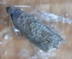 Grapholita funebrana