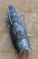 Grapholita funebrana
