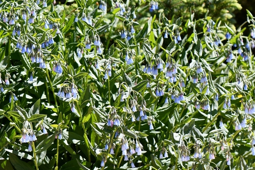Image of Aspen Bluebells (Mertensia arizonica) by (c) Darrin Gobble, some rights reserved (CC BY)