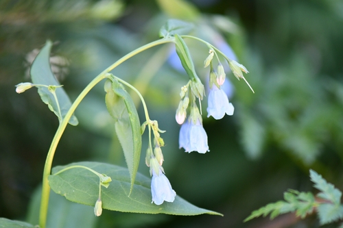 Image of Aspen Bluebells (Mertensia arizonica) by (c) Darrin Gobble, some rights reserved (CC BY)