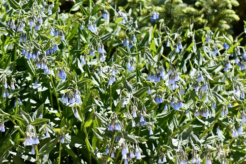 Image of Mertensia arizonica by (c) Darrin Gobble, some rights reserved (CC BY)