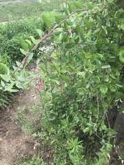 Lonicera sempervirens