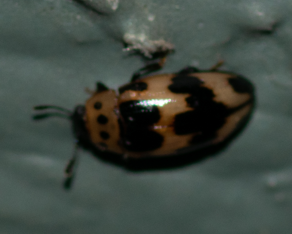 Ischyrus quadripunctatus