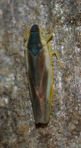 Erythridula stolata photo 5