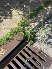 Cichorium intybus
