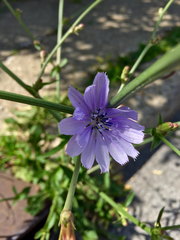 Cichorium intybus