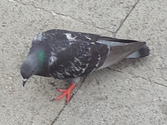 Columba livia domestica