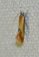 Batia lunaris