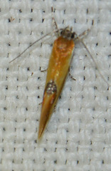 Batia lunaris