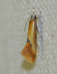 Batia lunaris