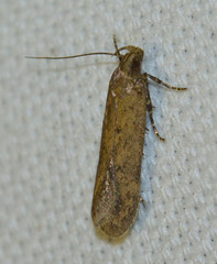 Bryotropha terrella