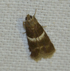 Elegia similella