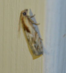 Eucosma cana