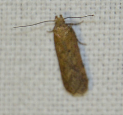 Bryotropha terrella