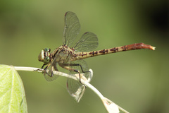 Arigomphus submedianus