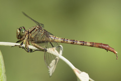 Arigomphus submedianus