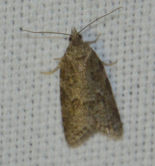 Cnephasia incertana