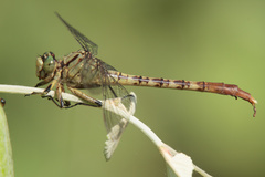 Arigomphus submedianus