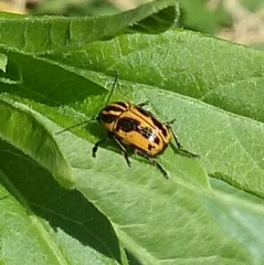 Cryptocephalus castaneus