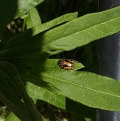 Cryptocephalus castaneus