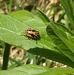 Cryptocephalus castaneus