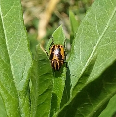 Cryptocephalus castaneus