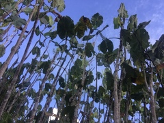 Montrichardia linifera