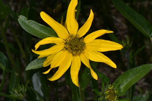 Image of Helianthella uniflora by (c) Darrin Gobble, some rights reserved (CC BY)