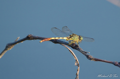 Arigomphus submedianus