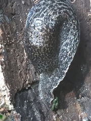 Limax maximus