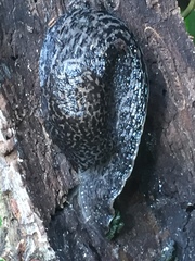 Limax maximus
