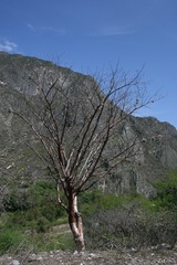 Bursera morelensis