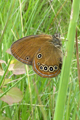 Coenonympha oedippus