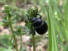 Timarcha tenebricosa