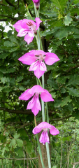 Gladiolus imbricatus