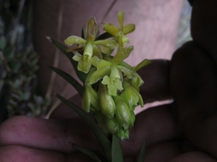 Epidendrum zipaquiranum
