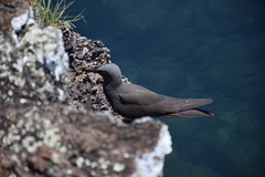 Anous stolidus galapagensis