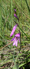 Gladiolus palustris