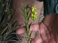Epidendrum zipaquiranum