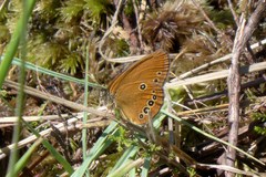 Coenonympha oedippus