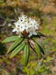 Rhododendron groenlandicum